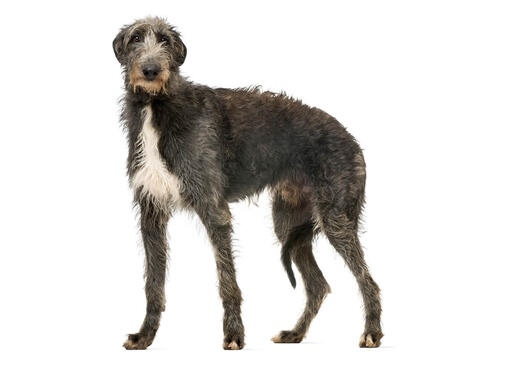 Deerhound Dog Breed Information Purina